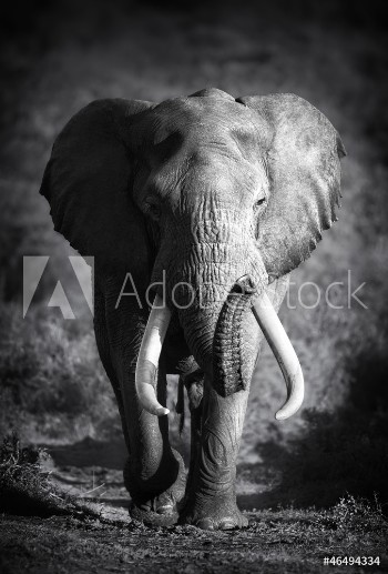 Bild på Elephant Bull Artistic processing